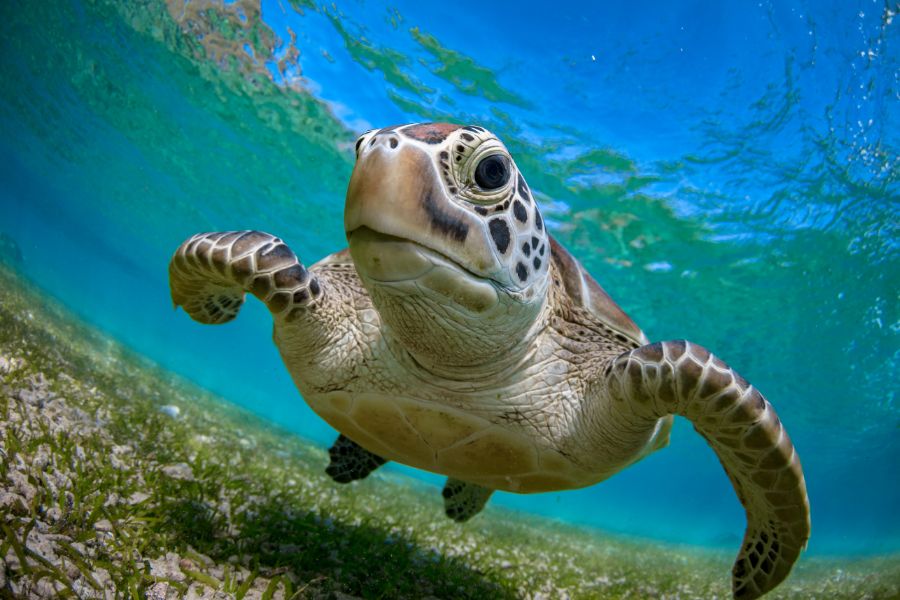 Marine Ecosystem 