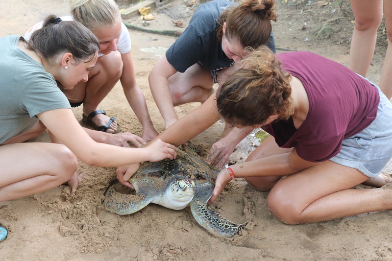 Turtle Conservation Volunteer Program in Sri Lanka -- Galle