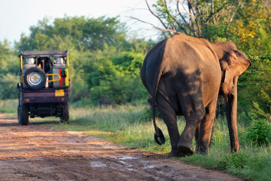 Wildlife Safaris