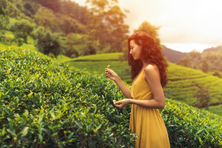 Walk Through the Peradeniya Botanical Garden