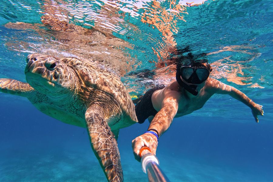 Visit a Turtle Hatchery