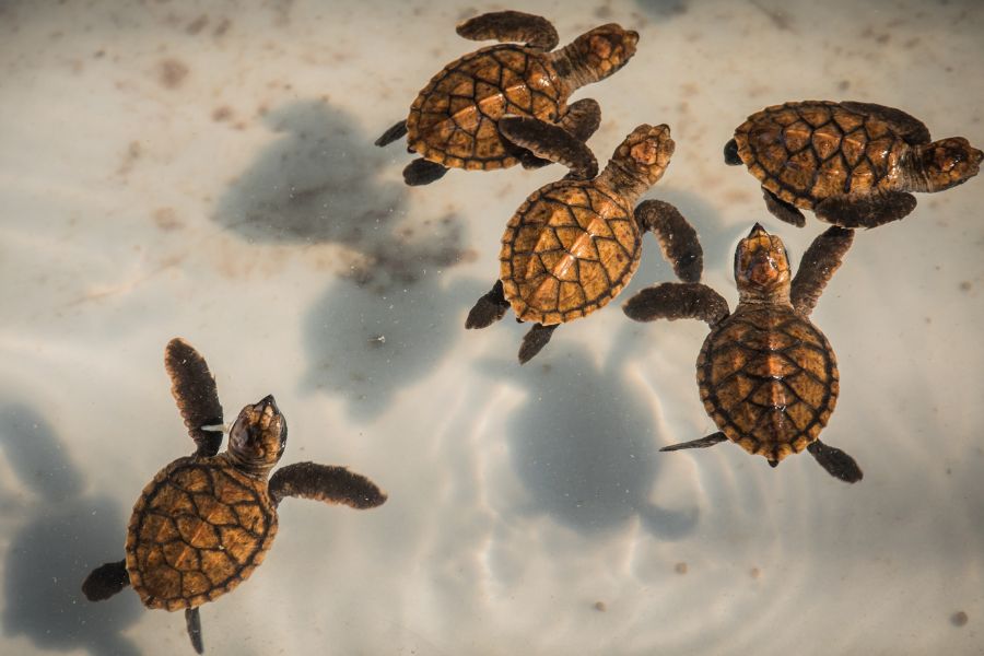 Turtle Conservation