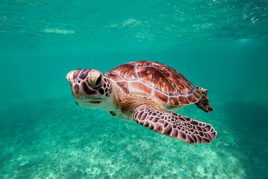 Turtle Conservation in Galle