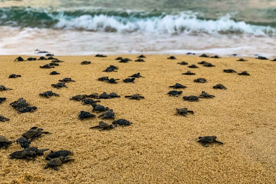 Sea Turtles