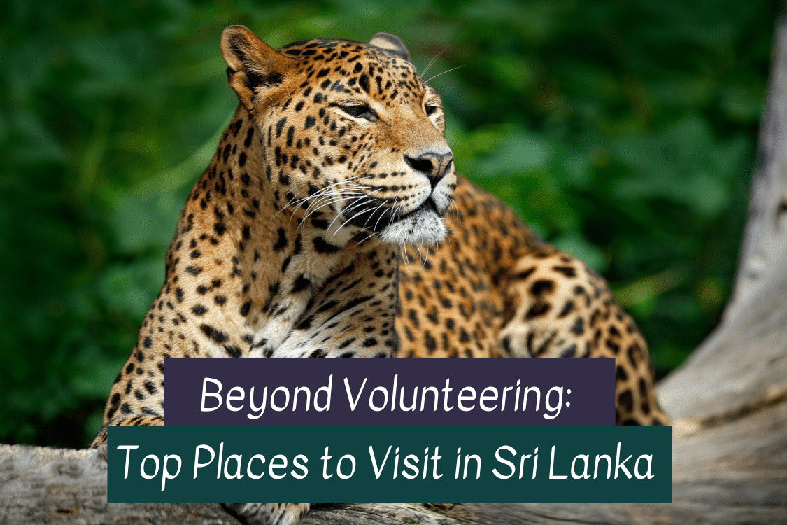 Volunteer in Sri Lanka