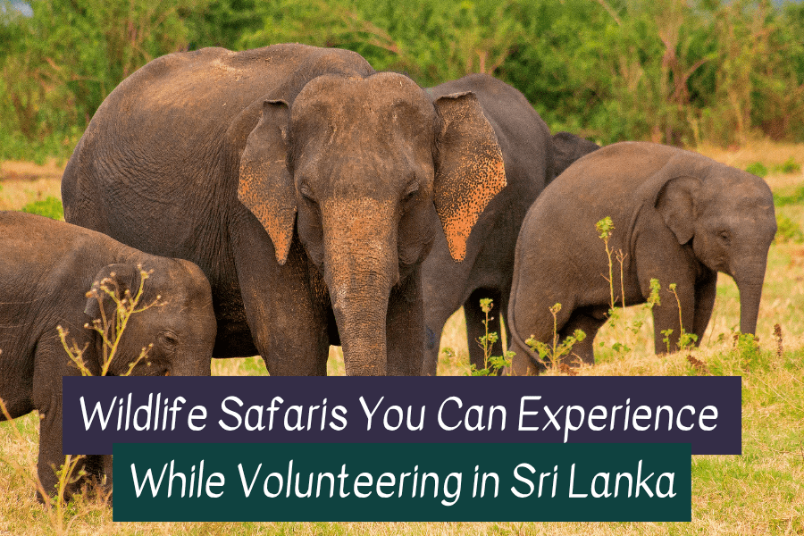 Volunteer in Sri Lanka