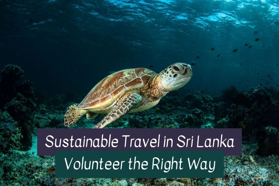 Volunteer in Sri Lanka