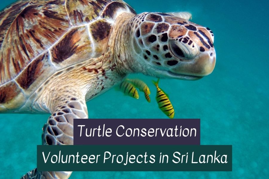 Volunteer in Sri Lanka