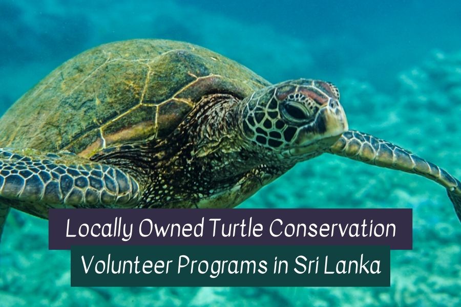 Volunteer in Sri Lanka
