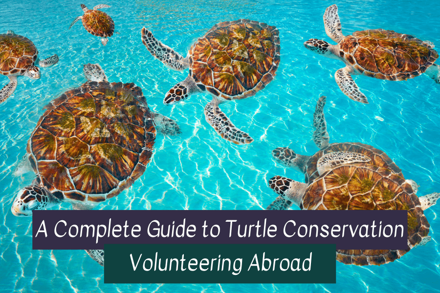 Volunteer in Sri Lanka