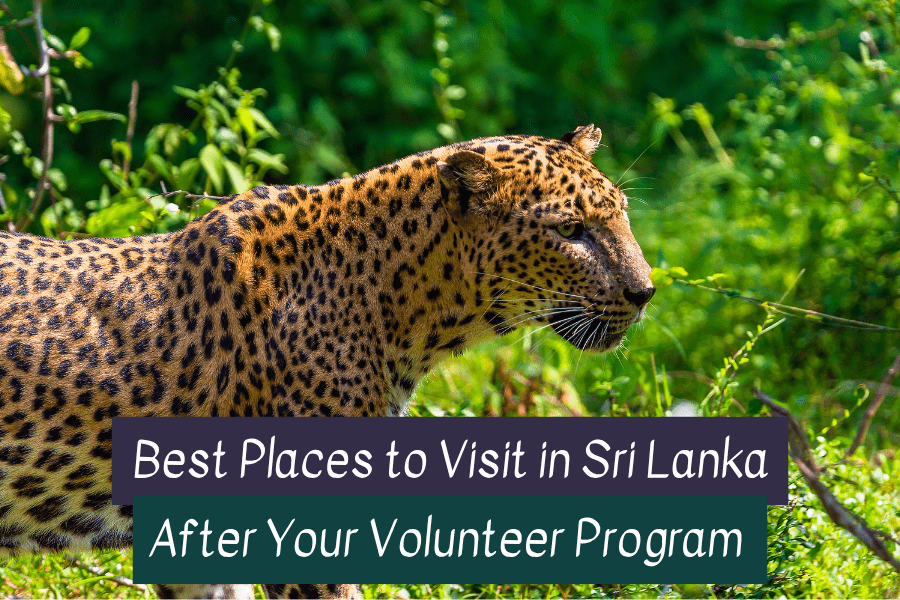 Volunteer in Sri Lanka