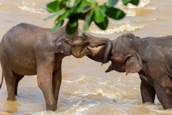 Pinnawala in Sri Lanka