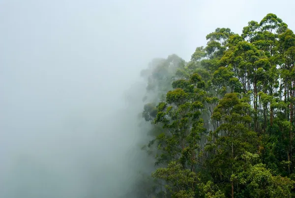 Nuwala Eliya