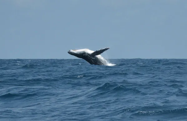 Whale watching in Mirissa