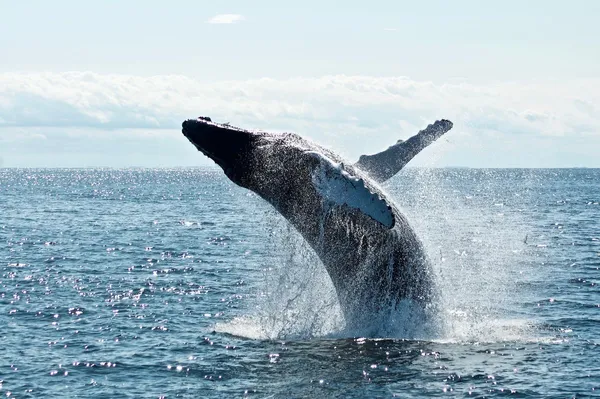 Whale watching in Mirissa