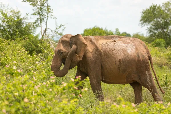 Safari in Sri Lanaka