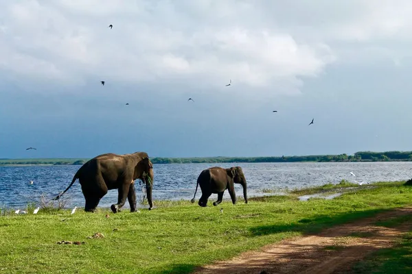 Udawalawe National Park