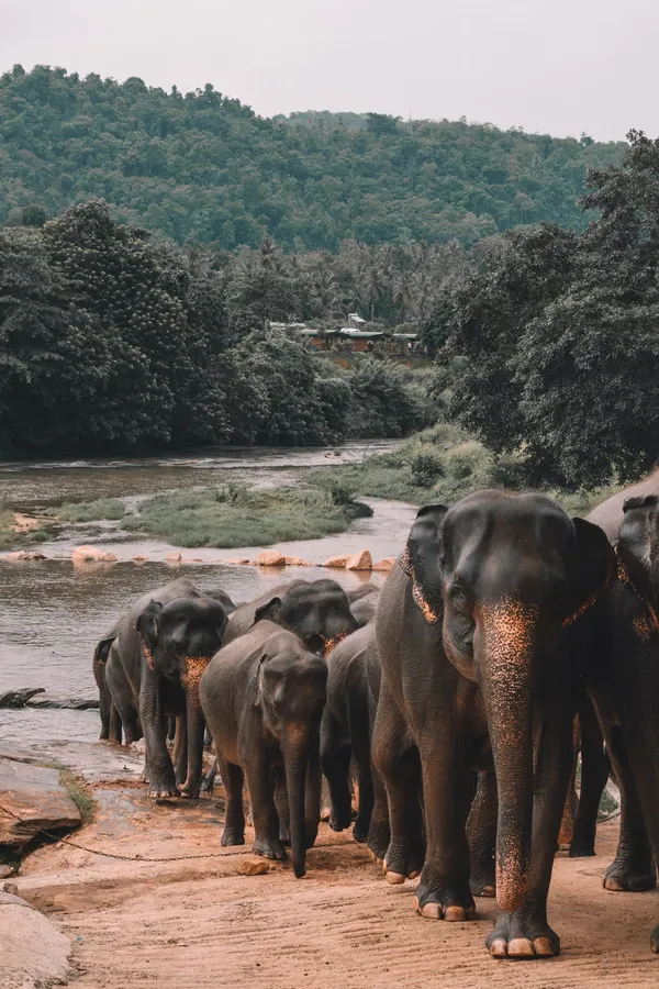 Pinnawala in Sri Lanka