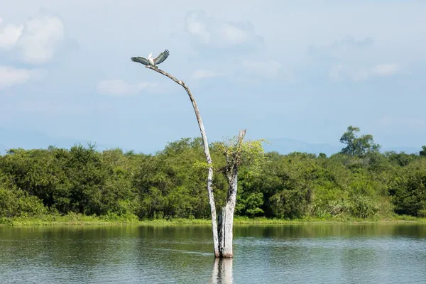 Safari in Sri Lanaka