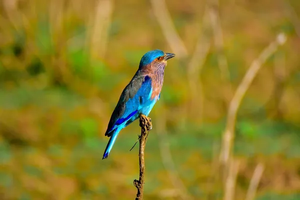 Safari in Sri Lanaka