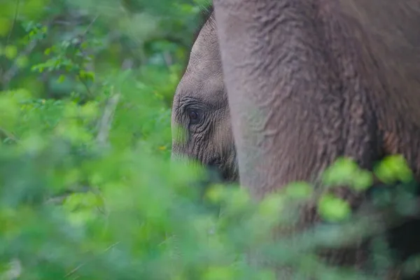 Safari in Sri Lanaka