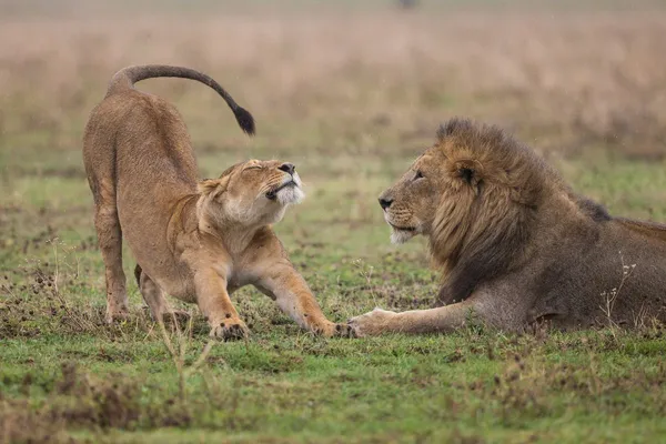 Safari in Sri Lanaka