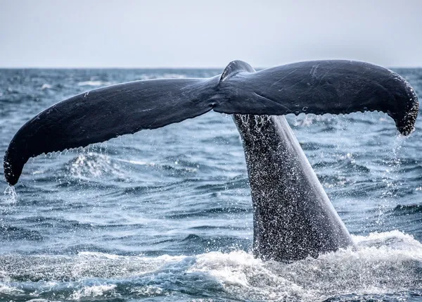 Whale watching in Mirissa