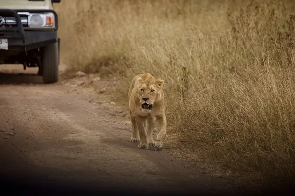 Safari in Sri Lanaka