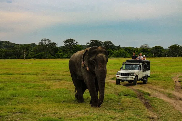 Safari in Sri Lanaka