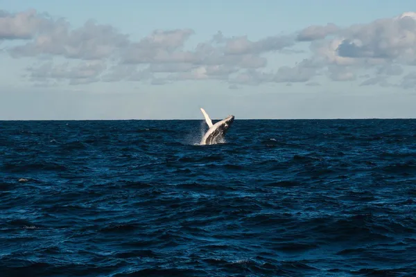 Whale watching in Mirissa